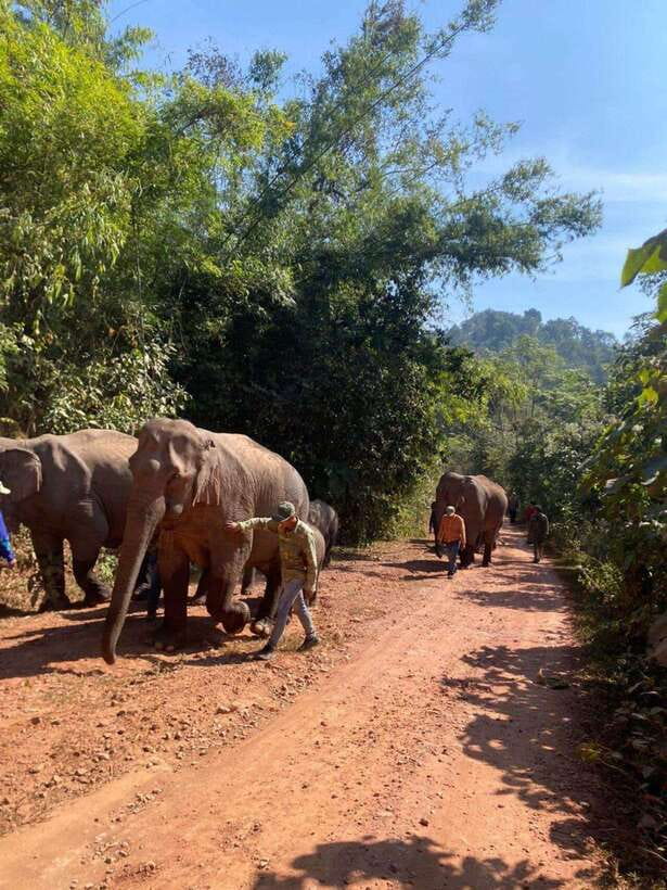 Elephant Home Sanctuary in Muang Thong Sayaboury Laos - Day two: Hiking through elephant country