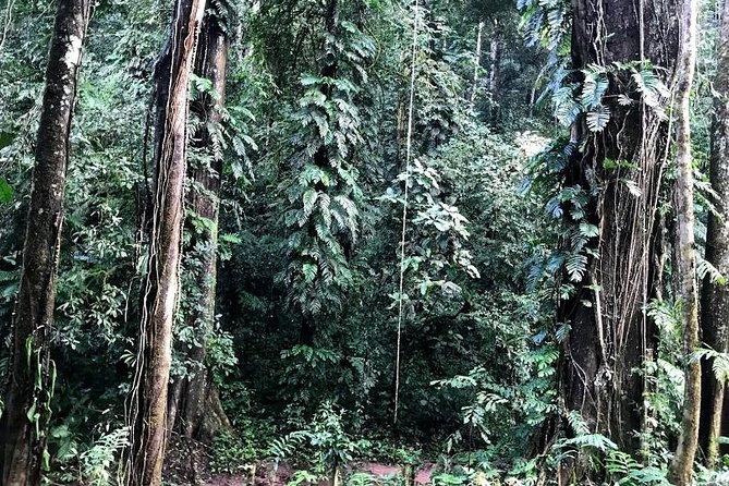 Hunter Trails, 3 days difficult trekking with Camping & Homestay - Walking into primary forest on the Hunter Trails