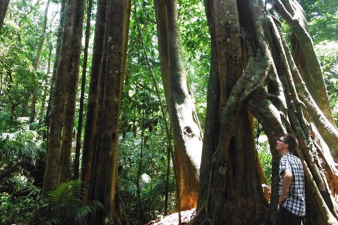 Jungle Experience: 1 Day Trek in Nam Ha NPA - From Doiluckkam into primary forest