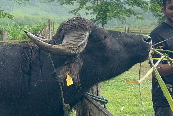 Laos Buffalo Dairy Tours Interact, Learn and Taste Fresh Flavors - Key points to know before you go