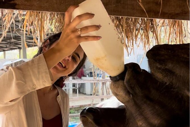 Laos Buffalo Dairy Tours Interact, Learn and Taste Fresh Flavors - Why this small farm makes a good Luang Prabang outing