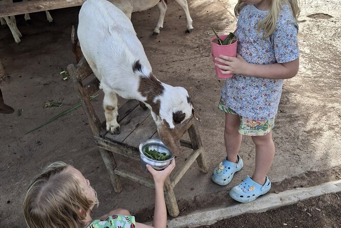 Laos Buffalo Dairy Tours Interact, Learn and Taste Fresh Flavors - Meeting the buffalo and learning the dairy routine