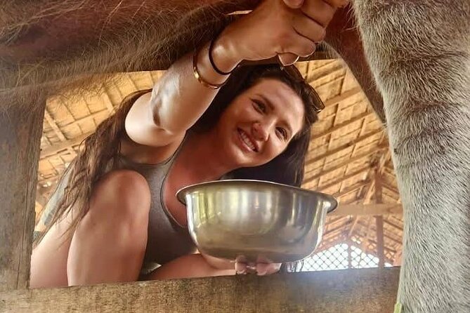 Laos Buffalo Dairy Tours Interact, Learn and Taste Fresh Flavors - Pigs, goats, and rabbits add variety