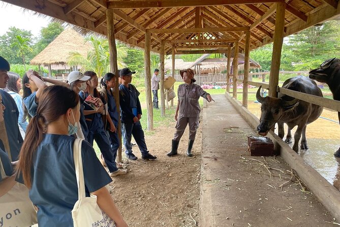 Laos Buffalo Dairy Tours Interact, Learn and Taste Fresh Flavors - Choosing among the three tour formats