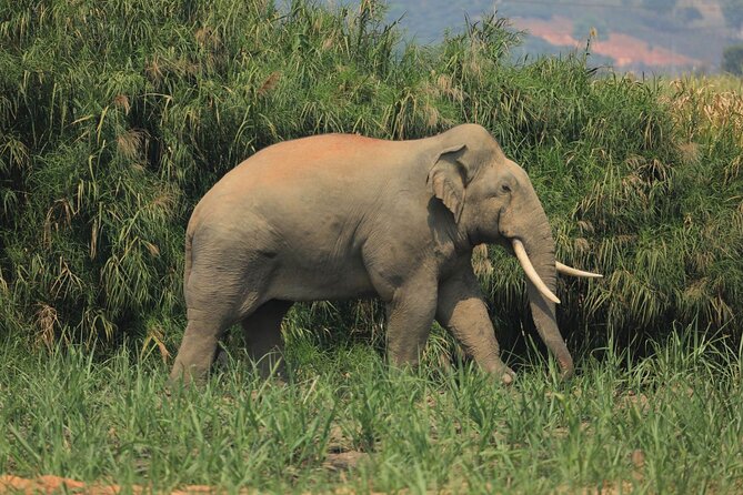 Laos Elephant Sanctuary keeper+ Kuangsi waterfall +Hmong village - Key points to know before booking