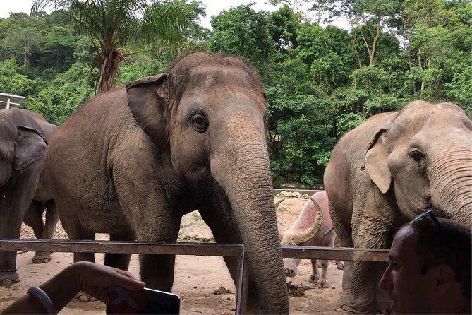 Laos Elephant Sanctuary keeper+ Kuangsi waterfall +Hmong village - Why this Luang Prabang day works so well