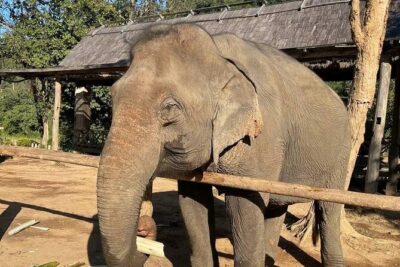 Laos Elephant Sanctuary keeper+ Kuangsi waterfall +Hmong village
