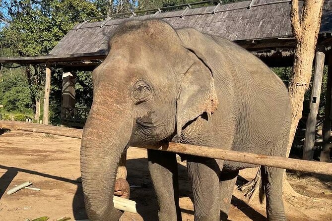 Laos Elephant Sanctuary keeper+ Kuangsi waterfall +Hmong village - Learning what elephant care really involves