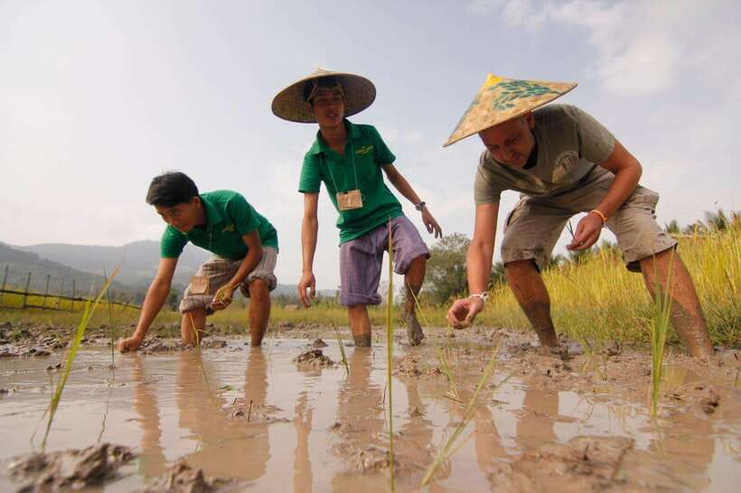 Living Land Farm Rice Experience - Key points about Living Land Farm