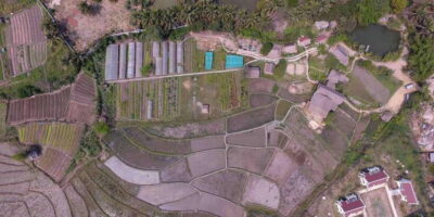 Living Land Farm Rice Experience