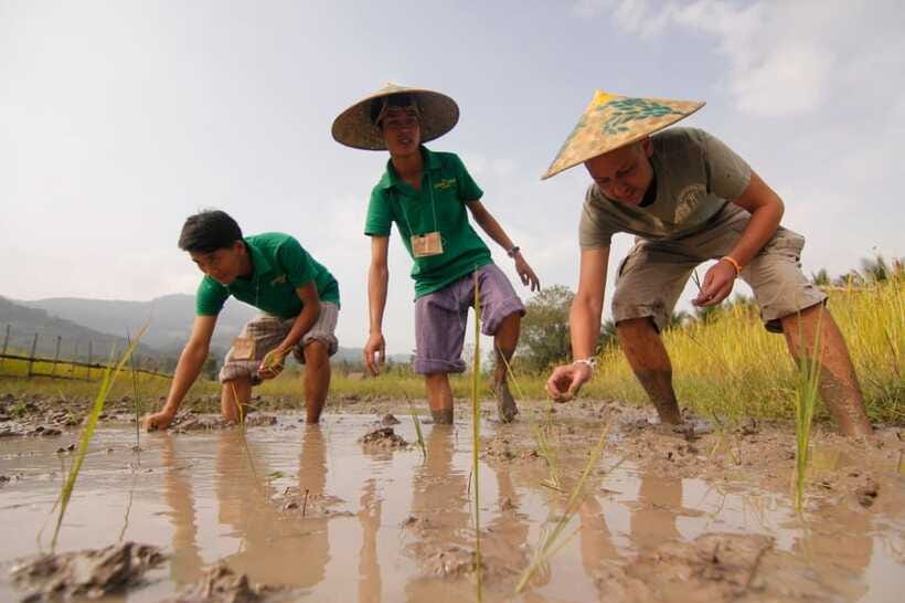 Living Land Farm Rice Experience - What the $89 price covers