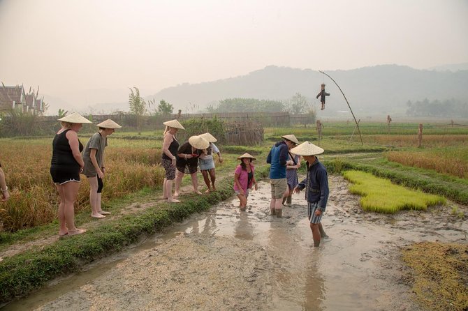 Living Land Rice Farming Experience - A short ride from Luang Prabang to working fields