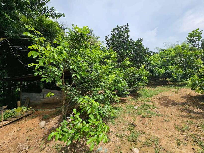 Luang Prabang: Authentic Lao Village & Farm Experience Day - A five-minute walk into village life