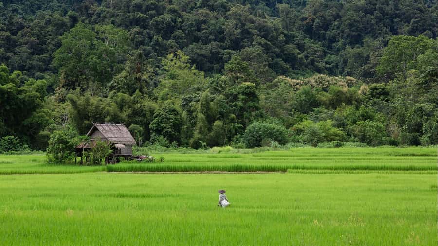 Luang Prabang: Countryside Mountain Bike Tour with Lunch - Rice paddies and Lao village life