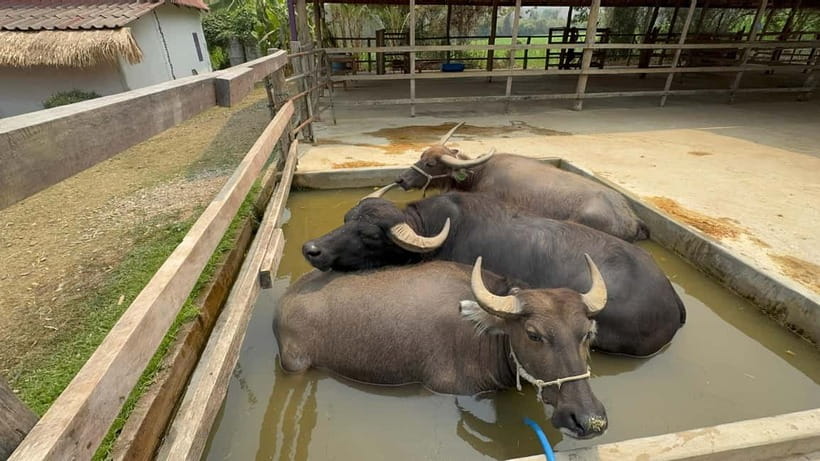 Luang Prabang: Farm Tour and Buffalo Buffet Adventure - Key points to know before you go
