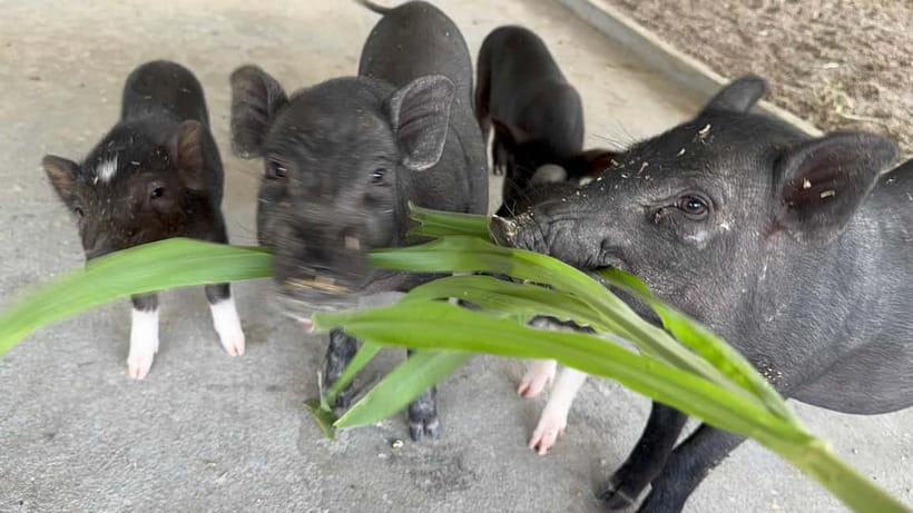 Luang Prabang: Farm Tour and Buffalo Buffet Adventure - Who should book this experience