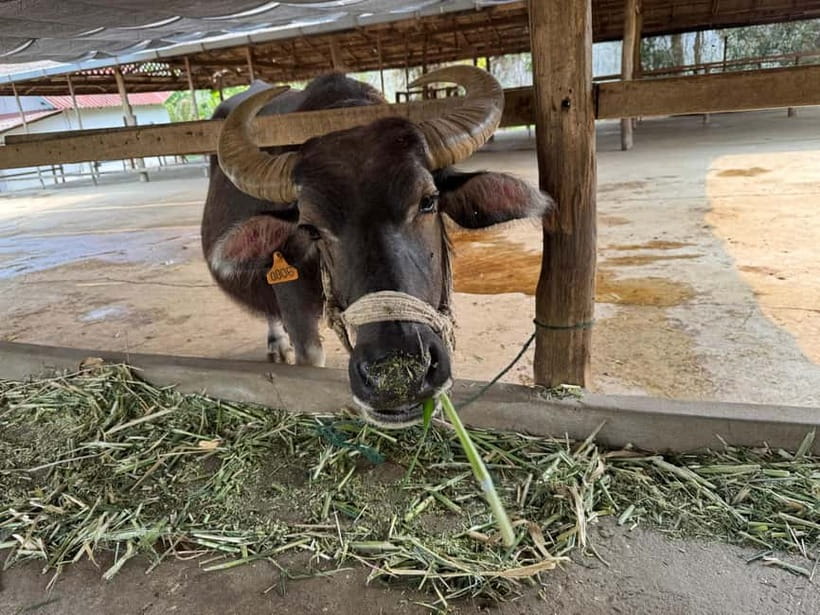 Luang Prabang: Farm Tour and Buffalo Buffet Adventure - Buffalo milking connects the farm to local food