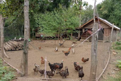 Organic Farm Experience & Hike to Kuang si