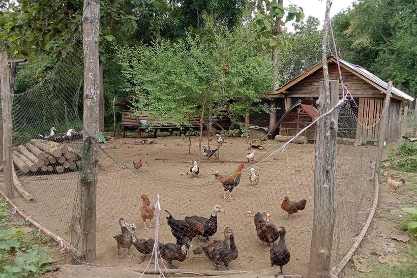 Luang Prabang: Organic Farm Experience & Hike to Kuang si - Picking ingredients from the family garden