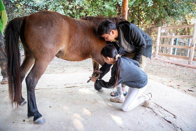 Pony Riding in Luang Prabang - Choosing between village, forest, and river trails