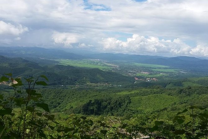 The Ultimate Hiker’s Choice - 5 days forest trek with homestay and camping - Day two: old trees, useful plants, and another night outside