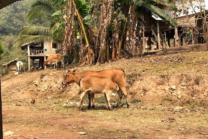 The Ultimate Hiker’s Choice - 5 days forest trek with homestay and camping - Camping, food, and the practical comfort level