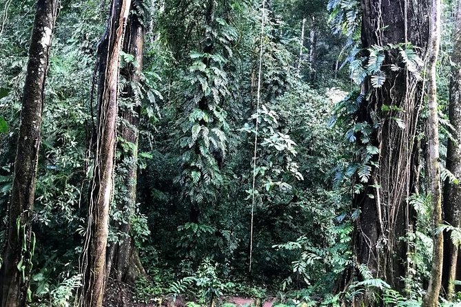 The Ultimate Hiker’s Choice - 5 days forest trek with homestay and camping - Day one: market supplies, rice fields, and the first camp